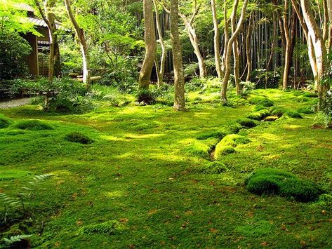 Moss Lawn, Growing Moss, Rock Garden Design, Moss Garden, Moss Wall, Forest Garden, Art Japonais, The Grove, Shade Garden