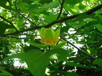 About Tulip Trees: Tips On Growing And Caring For A Tulip Tree - Tulip trees have spectacular spring blooms that resemble the bulb’s flowers. The tulip poplar tree is not a poplar tree and not related to tulip flowers but is easy to grow and care for. Click here for more. Green Ash Tree, Tulip Poplar Tree, Tulip Poplar, Growing Tulips, Tulip Tree, Poplar Tree, Garden Weeds, Tulips Garden, Garden Whimsy