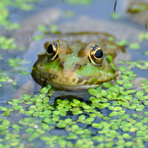 Breathtaking Photos Of British Wildlife Taken in Lingfield, Surrey UK .... ♥♥ .... Animal Photography Wildlife, Wild Animals Photography, Pond Life, Kunst Inspiration, Most Beautiful Animals, British Wildlife, Wildlife Gardening, Amazing Nature Photos, Wildlife Photos