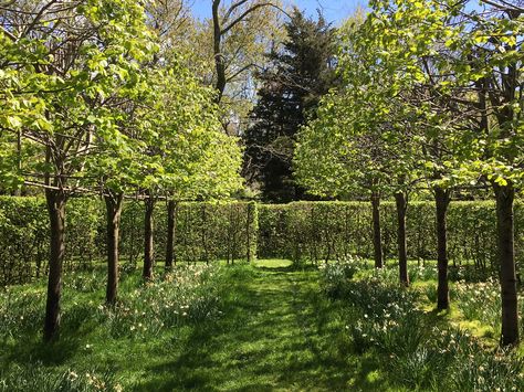 Miranda Brooks Portfolio Miranda Brooks, American Vogue, Veg Garden, Landscape Artist, Gardening For Beginners, Types Of Flowers, Landscape Architect, Japanese Garden, Garden Planning