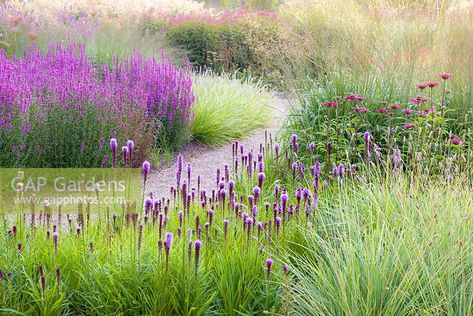 Grasses mingle with Liatris and Lythrums in the Floral Labyrinth at Trentham Gardens, Staffordshire, designed by Piet Oudolf. Photographed just after dawn in summer Salvia Garden, Trentham Gardens, Grass Planting, Travel Editorial, Labyrinth Garden, Naturalistic Garden, Tropical Landscape Design, Piet Oudolf, Country Garden Decor