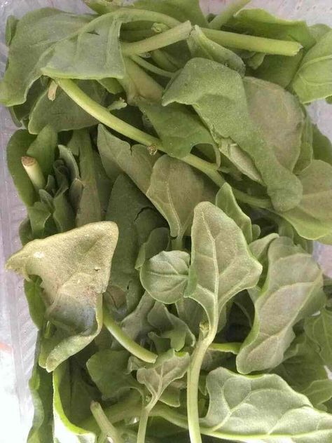 fresh green spinach Microwave Spinach, Cooked Spinach Recipes, Water Bath Cooking, Cook Fresh Spinach, Cooking Pumpkin Seeds, How To Cook Artichoke, Cooking Spinach, Cooking Basmati Rice, Spinach Recipe