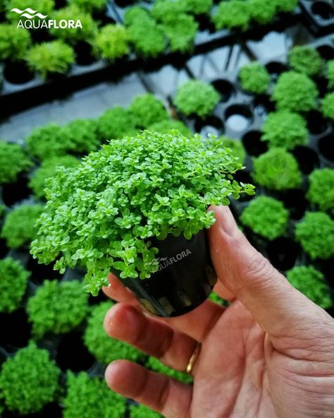 Aquaflora Aquarium B.V. on Instagram: “One of the most well-known aquatic plants for foreground carpet, Hemianthus callitrichoides 'Cuba'. This is a plant with tiny leaves that…” Freshwater Aquarium Plants, Fish Keeping, Aquarium Plants, Freshwater Aquarium, Planted Aquarium, Aquatic Plants, The Soil, Water Plants, Ponds