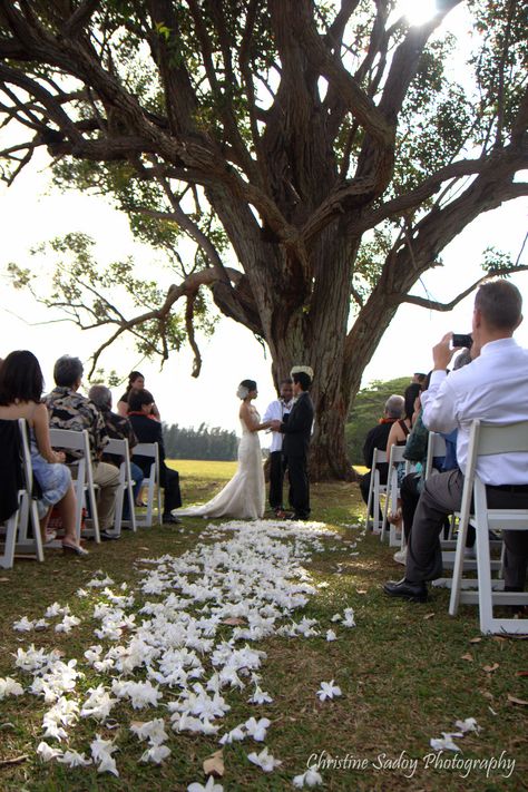 Beautiful wedding ceremony under the eucalyptus tree in Sunset Meadow, Sunset Ranch, Hawaii Wedding Ceremony Under A Tree, Wedding In Front Of Tree, Wedding Under Tree, Wedding Ceremony Tree, Wedding Under Trees, Destination Wedding Small, Meadow Sunset, Tree Wedding Ceremony, Sunset Meadow