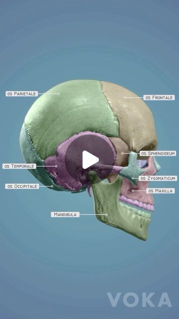 PhysioOsteoGram on Instagram: "What protects your brain from everyday bumps and knocks? It’s the cranium, the fortress of bone nestled within your skull!   The cranium, a marvel of biological architecture, is composed of several key bones: the frontal, parietal, temporal, and occipital bones. Each bone not only protects our brain but also supports facial structure and sensory organs ☝️   For medical students and professionals, this video helps illustrate how the various bones of the cranium are intricately pieced together to shield one of your most vital organs.   Credit: @voka.io   #SkullAnatomy #CraniumAnatomy #SkullBones #anatomy #pathology #anatomy3d #3danatomy #medstudents #medicalstudents #medicaltsudent #digitallearning #humanbody" Facial Bones Anatomy, Cranium Anatomy, Biological Architecture, Sensory Organs, 3d Anatomy, Body Bones, Facial Bones, Skull Anatomy, Facial Structure