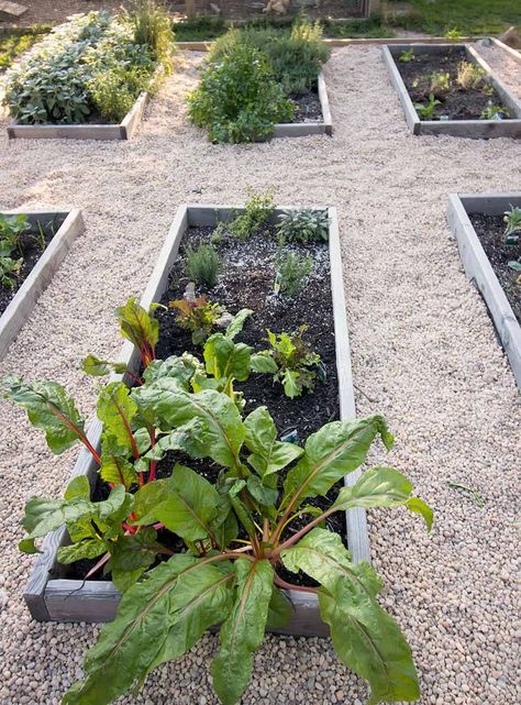 Garden With Pea Gravel, Gravel Patio Diy, Pea Gravel Garden, Raised Vegetable Garden, Spring Vegetable Garden, Pea Gravel Patio, Gravel Landscaping, Raised Vegetable Gardens, Garden Boxes Raised