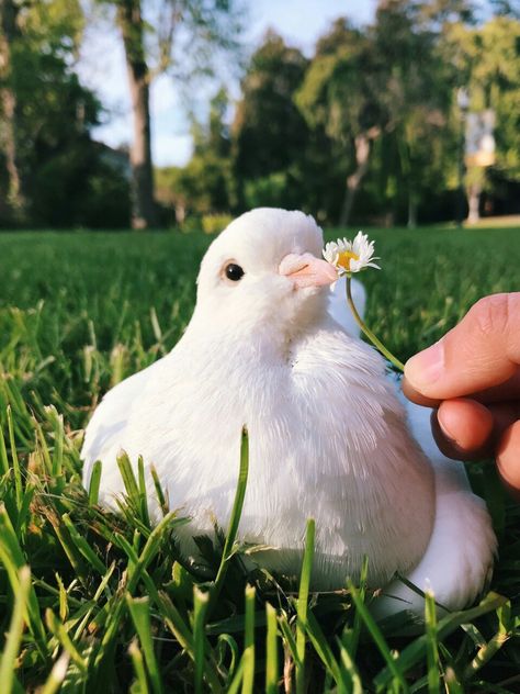 Teddy Dp, Aesthetic Birds, Funny Pigeon, Cute Pigeon, Pigeon Loft, Regnul Animal, Pretty Animals, Cute Birds, Illustration Inspiration