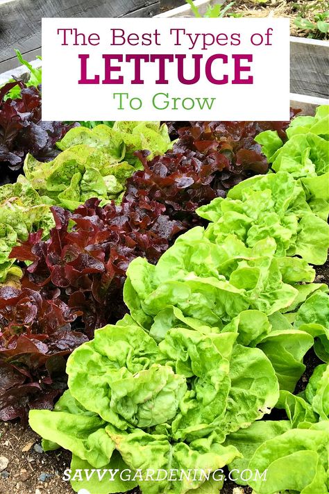 The Best Types of Lettuce to Grow in Gardens and Containers Best Lettuce To Grow In Garden, Growing Lettuce In Containers, Planting Lettuce, Types Of Lettuce, Growing Cilantro, Planting Tips, Growing Lettuce, Gardening Vegetables, Garden Food