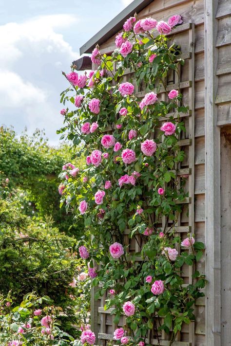 Upgrade Your  Climbing Garden Rose | Home Decor rose garden ideas,rose gardening ideas,roses garden ideas,rose gardens ideas garden,rose,rose garden wedding,cottage garden,roses garden landscape rose garden landscape,rose gardens landscape,flower garden,dream garden,secret garden english cottage garden,rose flower,rose garden,roses  garden,climbing rose,beauty garden Iceberg Climbing Rose, Rose Climbing, Deadheading Roses, Gertrude Jekyll, Rose Trellis, Famous Gardens, Climbing Rose, Rose Care, Shrub Roses