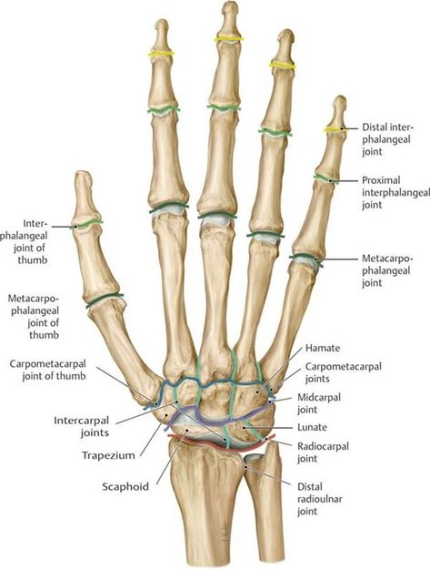 Distal Radius Fracture, Hand Bone Anatomy, Human Anatomy Picture, Upper Limb Anatomy, Human Muscle Anatomy, Hand Anatomy, Bone Hand, Anatomy Bones, Human Body Organs