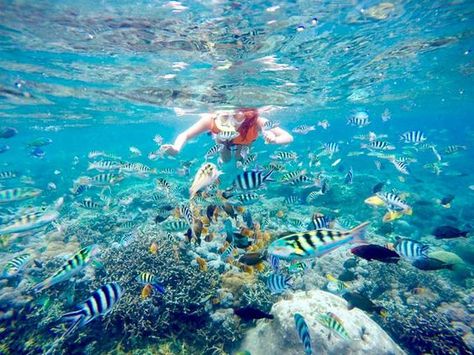 One for the underwater adventurers, here are 7 of the best snorkelling spots in Bali that you’ll definitely want to explore, from Tulamben, Nusa Penida, and Nusa Lembongan, to Padangbai, Amed and Menjangan. Backpacking Destinations, Bali Honeymoon, Nusa Lembongan, Bali Lombok, Komodo Island, Life Under The Sea, Bali Holidays, Bali Beaches, Nusa Penida