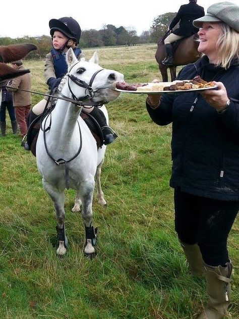 You shouldn't have gone to so much trouble for me. So sweet. Now if you would hold that just a little lower. Horse Memes, Horse Jokes, Funny Horses, Horse Names, Pony Club, On Horseback, Horse Quotes, All The Pretty Horses, Miniature Horse