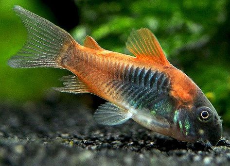 Corydoras Catfish, Natural Geographic, Cory Catfish, Fish Freshwater, Fancy Fish, Fish Keeping, Community Tanks, Aquatic Creatures, Brine Shrimp