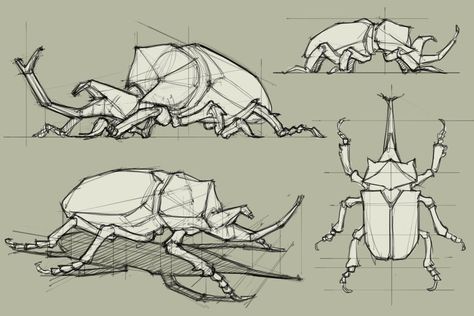 Beetle Drawing, Rhino Beetle, Human Sketch, Animal Drawings Sketches, Bug Art, Industrial Design Sketch, Construction Drawings, Insect Art, Creature Concept Art