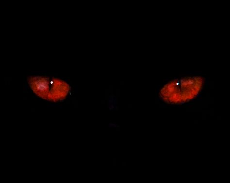 Glowing Red Eyes Aesthetic, Red Eye Aesthetic, Red Eye Wallpaper, Red Eyes Aesthetic, Glowing Eyes In The Dark, Wolf Red Eyes, Hypno Eyes, Alpha Wolf Tattoo, Alpha Wolf Art