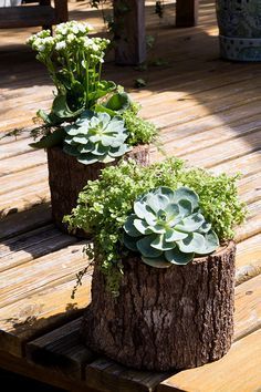 Tree Stump Decor, Tree Stump Planter, Jardim Diy, Succulent Garden Design, Tree Stumps, Succulent Garden Diy, Succulent Gardening, Garden Yard Ideas, Tree Stump