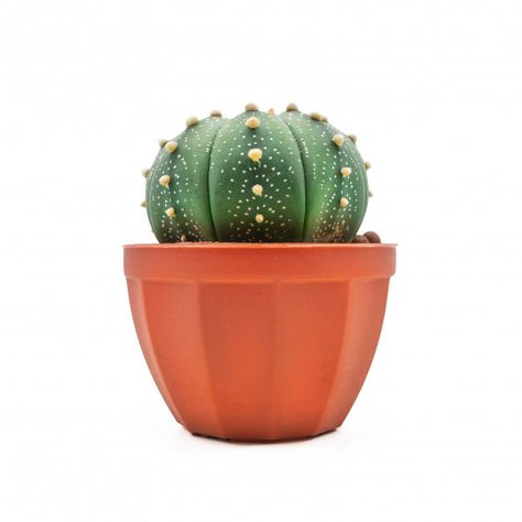 Mini Cactus Plants, Cactus Plant Pots, Mint Background, Cactus Types, Yellow Table, Small Cactus, Mini Cactus, Cactus Plant, Pink Plastic