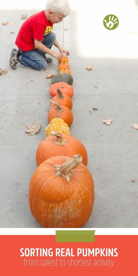 Get your toddlers and preschoolers to sort as many pumpkins as you can find from tallest to shortest with this easy autumn activity. Outdoor Gross Motor Activities, Sorting By Size, Halloween Theme Preschool, October Preschool, Teaching Kids Letters, Natural Classroom, Real Pumpkins, November Autumn, Harvest Theme