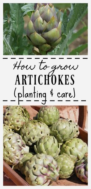 Easy tips for growing artichokes. Artichoke planting and care. How To Grow Artichokes, Growing Artichokes, Artichoke Plants, Hydroponics Diy, Hydroponic Growing, Garden Plan, New Fruit, Diy Gardening, Home Vegetable Garden