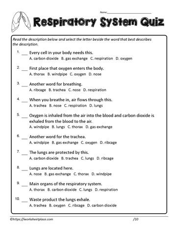 Biotechnology Notes, Respiratory System Coloring Page, Medical Worksheets, Model On Respiratory System, Respiratory System Worksheet, Respiratory System Activities, Function Of Respiratory System, 6th Grade Spelling Words, Human Body Homeschool