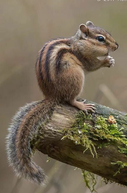 Forest Animals Photography, Forest Animal Photography, Squirrel Reference, Chipmunk Drawing, Squirrel On Tree, Drawing Squirrel, Squirrel Photography, Squirrel Photo, Tree Rat