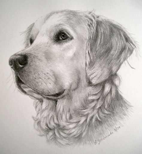 Golden Retriever Sketch Pencil, Drawing Of Golden Retriever, Golden Retriever Sketch, Golden Drawing, Pet Portrait Tattoos, Golden Retriever Drawing, Pet Tattoo Ideas, Dog Sketches, Dog Pencil Drawing