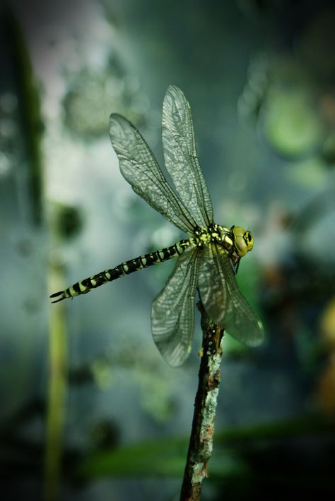 Dragonfly #4 | We have dragonflies around our pond; today on… | Flickr Aesthetic Dragonfly, Dragonfly Aesthetic, Dragonfly Pond, Japanese Autumn, Thesis Ideas, Dragonfly Photos, Pictures Of Insects, Ap Drawing, Dragonfly Painting