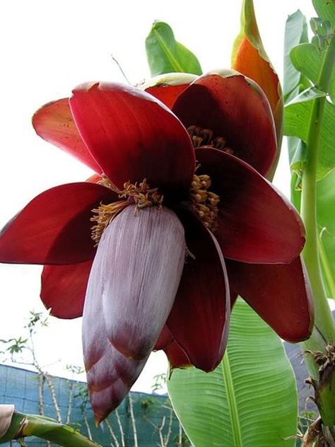 Banana Flower, Rare Seeds, Banana Fruit, Banana Plants, Blue Fruits, Bee Balm, Banana Tree, Tree Seeds, Garden Trees