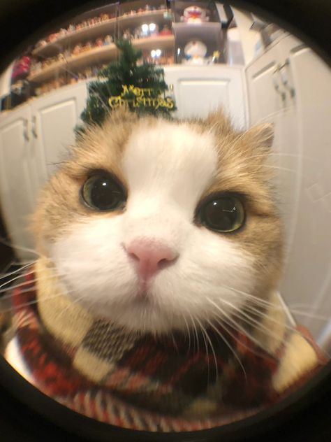 Avatar Fb, K-on Icons, Silly Cats Pictures, Cute Cats Photos, Cat Icon, Christmas Icons, Christmas Cat, Ragdoll Cat, Funny Cute Cats