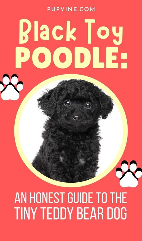 Black Toy Poodle – Find all the information you need about this tiny teddy bear dog in our honest guide to the black Toy Poodle. Black Toy Poodle Puppy, Black Toy Poodle Haircut Styles, Toy Poodle Puppies Black, Toy Poodle Teddy Bear Cut, Toy Poodle Haircut Teddy Bears, Black Poodle Puppy, Black Miniature Poodle, Poodle Puppy Black, Poodle Teddy Bear Cut