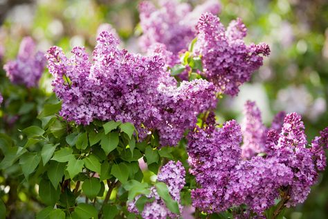 Top 10 Lilac Varieties to Fill Your Garden With Scent and Color Lilac Trees, Lilac Varieties, Common Lilac, Drought Tolerant Shrubs, Apartment Gardening, Hardy Hibiscus, Syringa Vulgaris, Limelight Hydrangea, Flowering Bushes