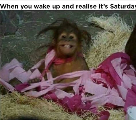 When you wake up and realize it's Saturday😄 Monkeys Funny, School Memes, 웃긴 사진, Memes Humor, Animal Jokes, Animal Memes, Best Memes, Memes Quotes, Dankest Memes