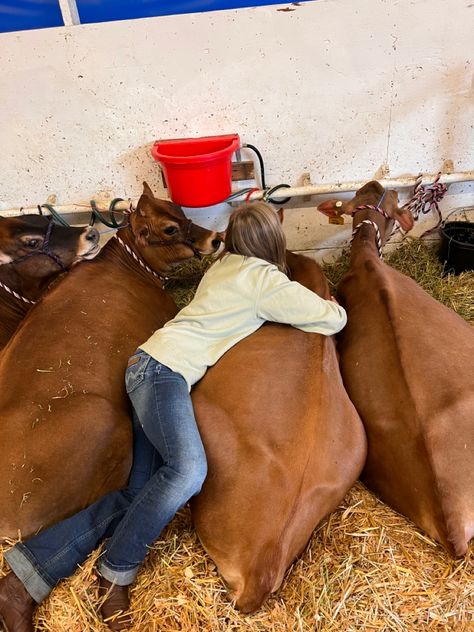 Dairy Cow Showing, Livestock Show Aesthetic, Ffa Wallpaper Aesthetic, 4h Aesthetic, 4-h Aesthetic, Showing Livestock Hairstyles, Dairy Showing, Cow Jersey, Steer Showing