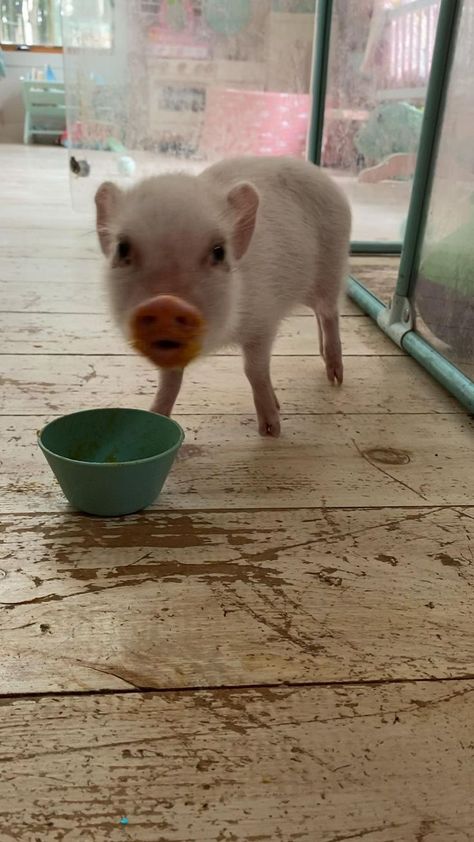 Pigs Cute, Pumpkin Snack, Pigs Eating, Teacup Pigs, Pig Pictures, Small Pigs, Mini Pigs