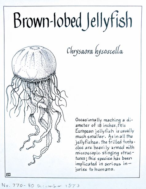 Types Of Jellyfish Poster, Marine Biology Notes Jellyfish, Biology Journal, Jellyfish Poster, Types Of Jellyfish, Oceanography Marine Biology, Jellyfish Facts, Marine Poster, Sea Creatures Drawing