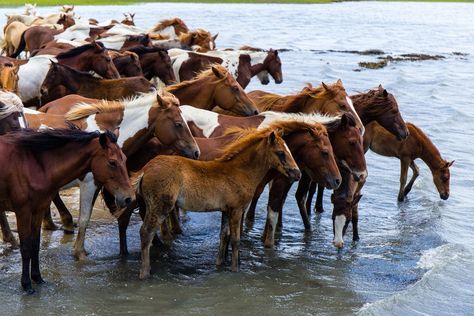 Assateague Island National Seashore, Chincoteague Ponies, Assateague Island, Chincoteague Island, Horse Running, Pack Up And Go, Places In Usa, East Coast Road Trip, Ocean City Maryland