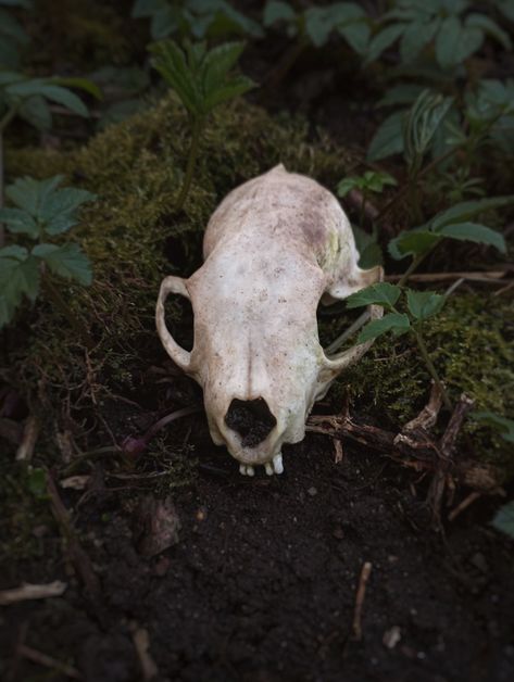 skull, bones, dead animal, forest Bones In Forest, Goblin Witch, Animal Skull, Skull Bones, Vulture Culture, Sleeve Ideas, Sleeves Ideas, Animal Bones, Animal Skulls