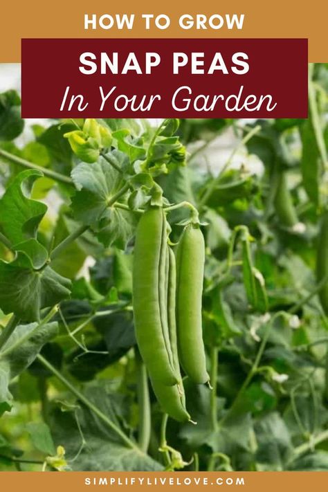 How to Grow Snap Peas in Your Garden Grow Snap Peas, Growing Snap Peas, Snap Peas Garden, Growing Peas, Tips For Growing Tomatoes, Pea Plant, Smelling Flowers, When To Plant, Seed Catalogs