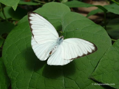 Butterfly - If the first butterfly you see in the year is white, you will have good luck all year. Three butterflies together mean good luck. White Moths, Seoul Garden, Three Butterflies, Bush Garden, Living In Costa Rica, Walk Outside, Butterfly White, White Butterflies, Butterfly Photos