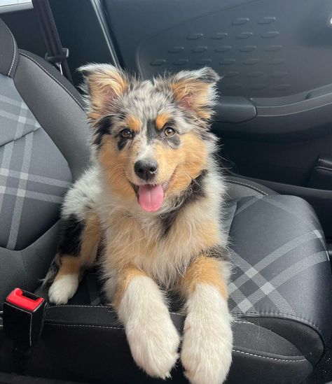 Australian Shepherd Aesthetic, Shepherd Aesthetic, Cutee Animals, She Made Me, Aussie Puppies, Cute Dog Photos, Cute Animals Puppies, Dream Dog, Very Cute Dogs