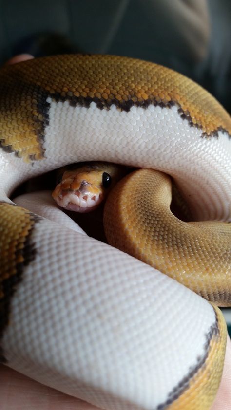 ball python Ball Python Aesthetic, Ball Python Cute, Python Aesthetic, Alien Worldbuilding, Flexibility Aesthetic, Reptile Art, Snake Terrarium, Snake Enclosure, Snake Photos