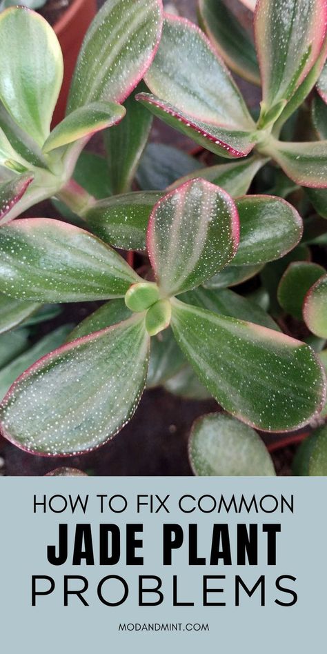 Close up photo of white spots on leaves of variegated Jade plant Sunset magic. Text on image: How to fix common Jade plant problems. Mod and mint dot com. Mint Plant Care, Mint House, Jade Plant Care, Care For Succulents, Hardy Succulents, Mint Plant, Jade Plant, Mint Plants, Crassula Ovata