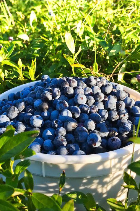 Fruit Forest, Blueberry Gardening, Highbush Blueberry, Growing Blueberries, Blueberry Farm, Blueberry Plant, Blueberry Bushes, Gardening Hacks, Growing Tips