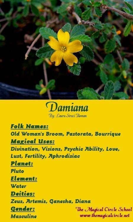 Magical Properties Of - Damiana Magick Herbs, Magical Circle, Potion Ingredients, Earth Powers, Magickal Herbs, Witch Herbs, Planet Venus, Plant Magic, Element Earth