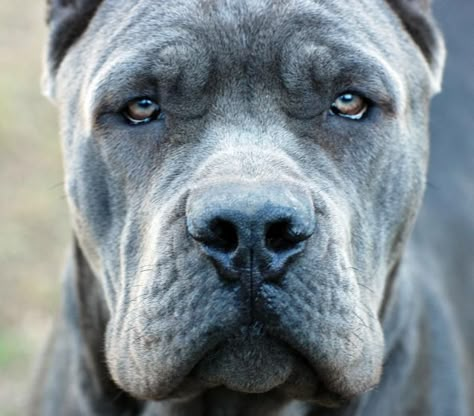 Blue Cane Corso, Cane Corso Breeder Blue Cane Corso, Chien Cane Corso, Cane Corso Breeders, Cane Corso Italian Mastiff, Cane Corso Mastiff, Pitt Bull, Cane Corso Dog, Corso Dog, Tibetan Mastiff