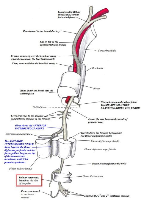 Course of the Median Nerve Nerve Glides, Nerve Injury, Neurological Assessment, Thoracic Outlet, Nerve Anatomy, Anatomy Flashcards, Differential Diagnosis, Ulnar Nerve, Median Nerve