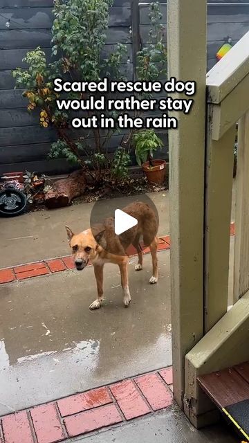 The Dodo on Instagram: "This rescued dog was too scared to come inside 🥺 

We talked to her foster mom, who sat in the shed outside with her until the most beautiful thing happened...

Keep up with more rescues like Wendy @theanimalpad" Scared Dog, Dog Shelter, Foster Mom, The Shed, Rescue Dog, Keep Up, The Fosters, Adoption, Shed