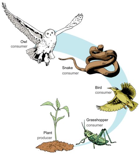 food chain Simple Food Chain, Food Pyramid Kids, Food Chains And Food Webs, Science Food Chains, Food Chain Activities, Visual Perceptual Activities, Food Webs, Physics Concepts, Forest School Activities