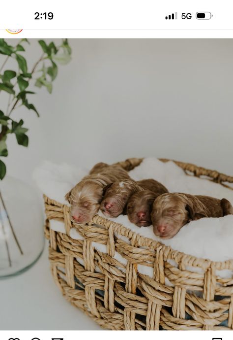 Newborn Puppy Photoshoot Ideas, Frenchie Photography, Puppy Photoshoot, Puppy Litter, Dog Breeding, Photoshoot Backdrops, Puppy Photography, Newborn Puppies, Dog Photoshoot