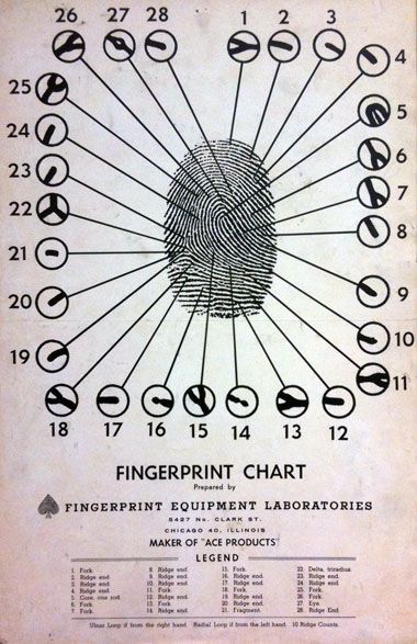 .Fingerprint chart showing the patterns that make up a fingerprint. Francis Galton (1822-1911) came up with 14 points to I.D. a fingerprint. Draplin Design, Forensic Anthropology, Detective Aesthetic, Forensic Psychology, Forensic Scientist, Forensic Science, Future Jobs, Science Fair, Science Experiments